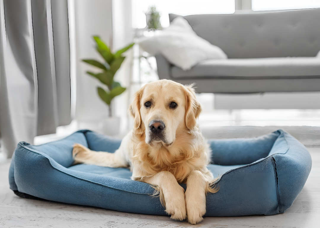 Choosing the Perfect Bed for Your Pet