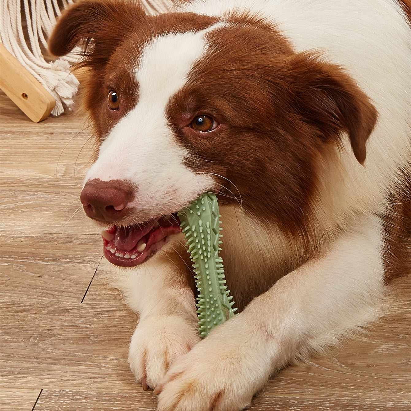 Pet Chew Toy For Teeth Cleaning Playtime