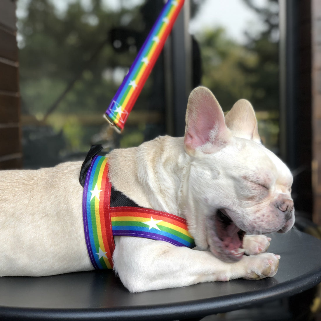 Rainbow Color Pet Chain Leash Durable Control Rope