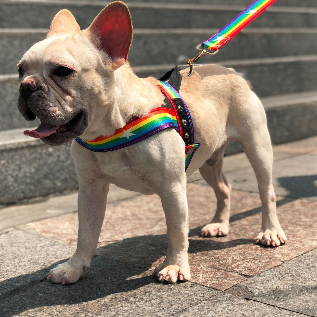 Rainbow Color Pet Chain Leash Durable Control Rope