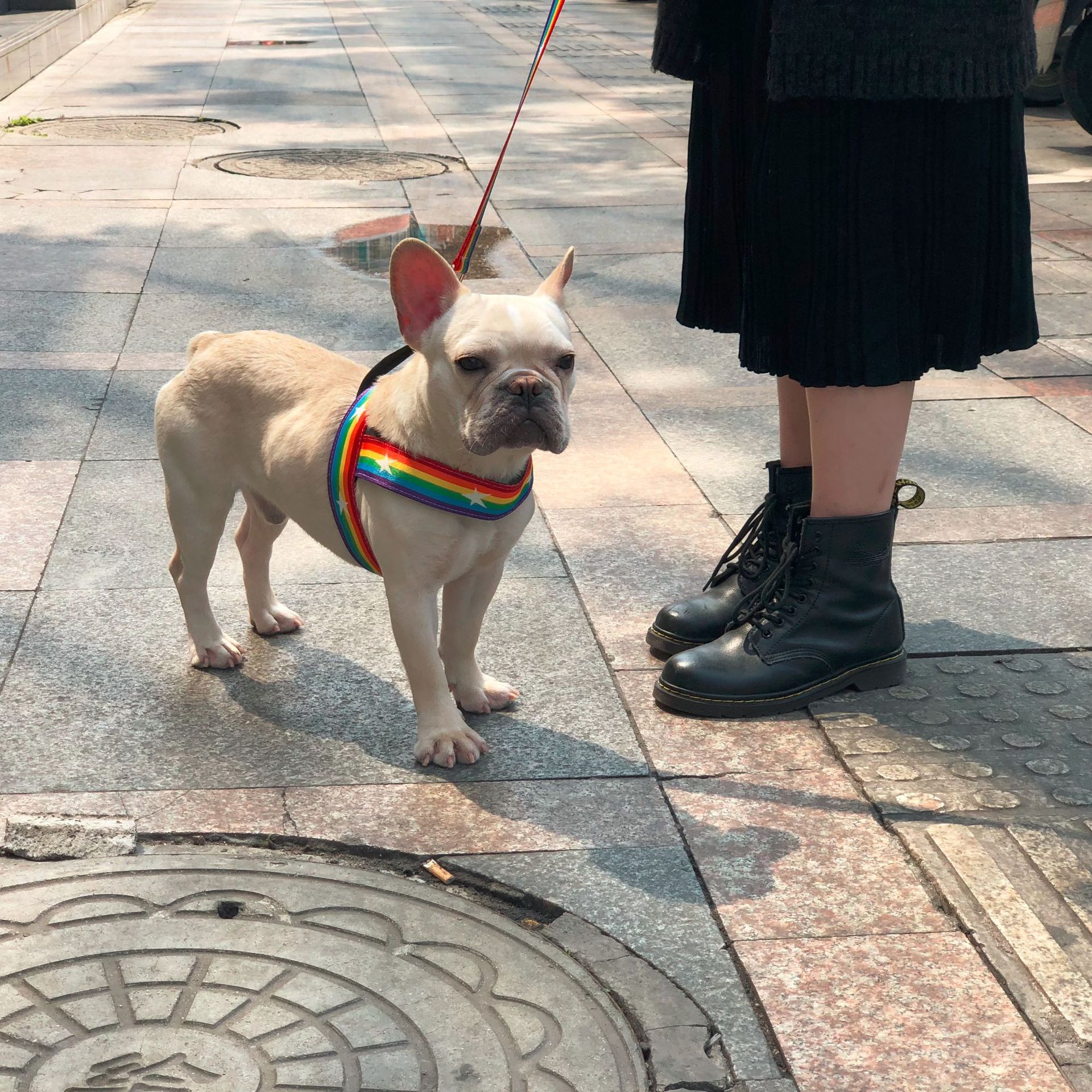 Rainbow Color Pet Chain Leash Durable Control Rope