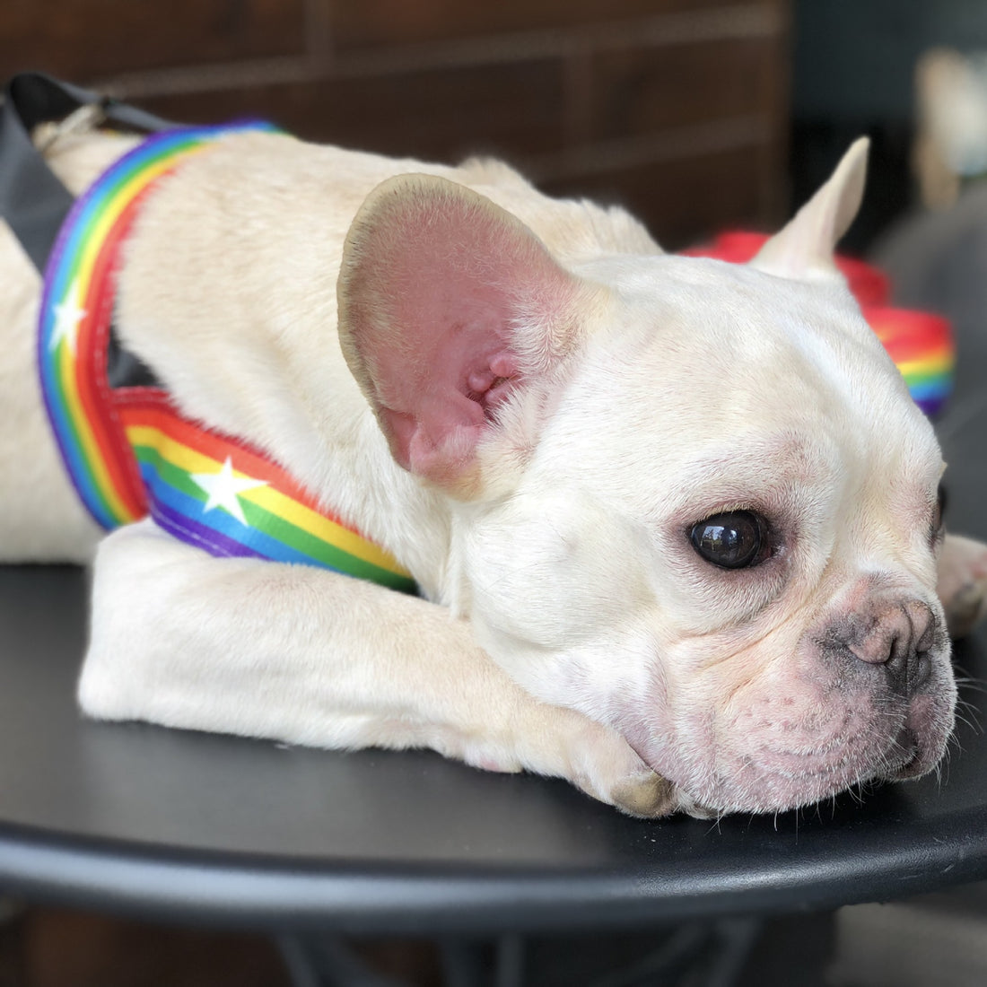 Rainbow Color Pet Chain Leash Durable Control Rope