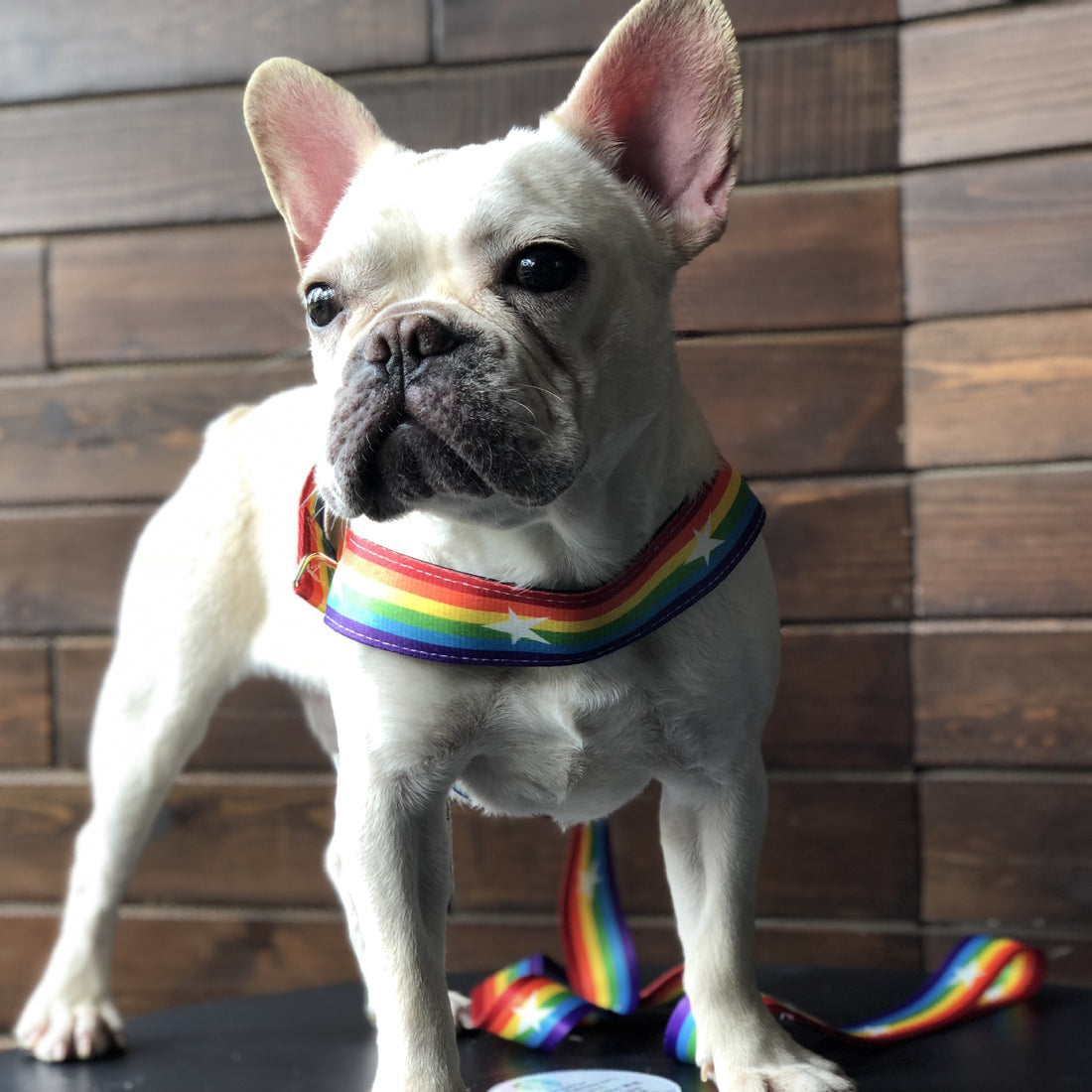 Rainbow Color Pet Chain Leash Durable Control Rope