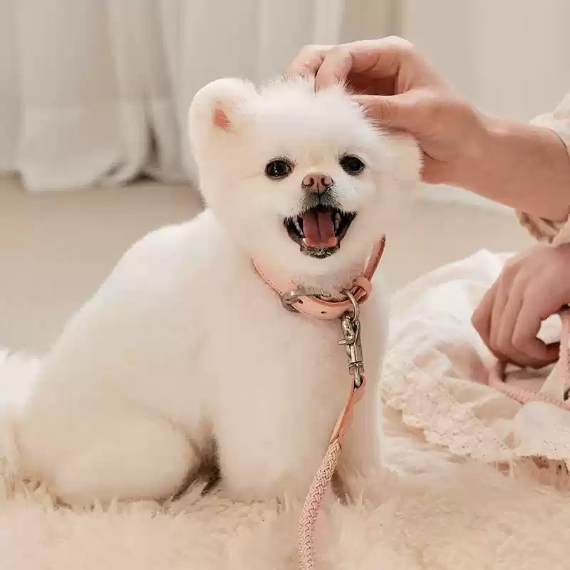 Leather Pet Collar Handheld Rope Control Leash