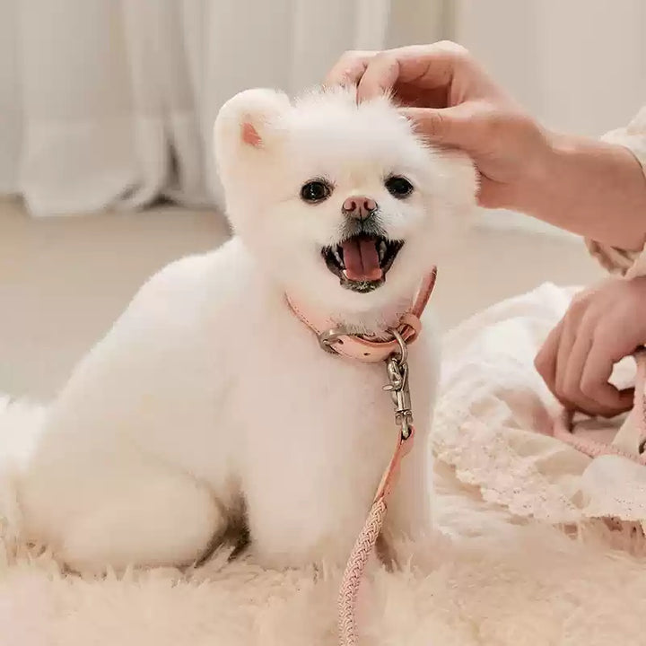 Leather Pet Collar Handheld Rope Control Leash