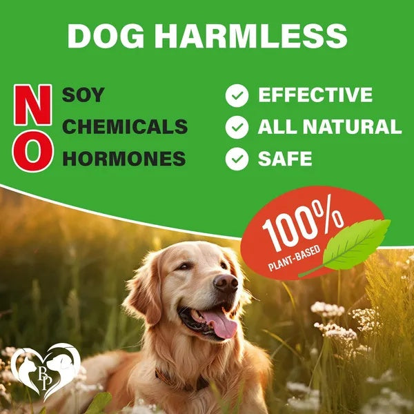 Hip And Joint Support Soft Chews Supplement