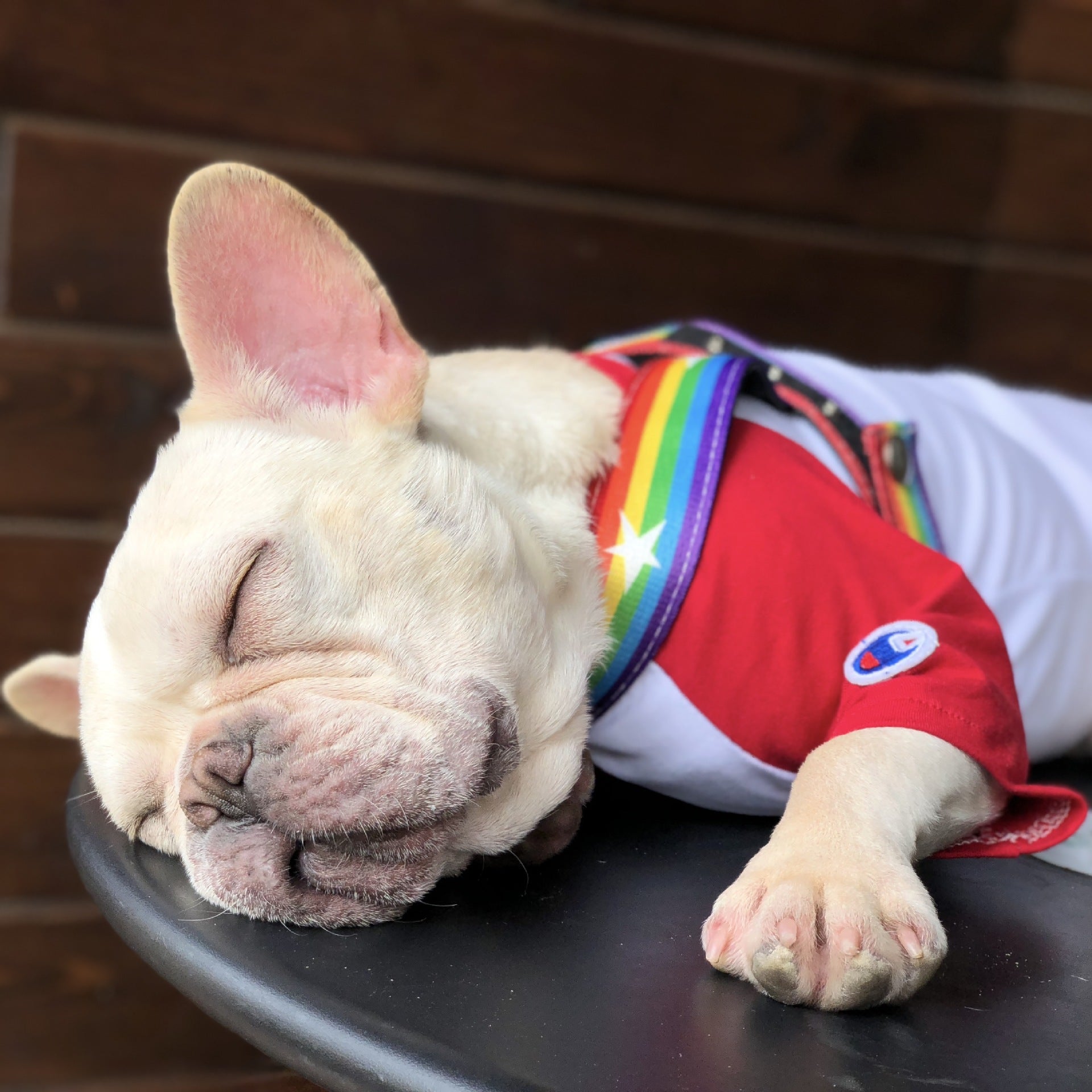 Rainbow Color Pet Chain Leash Durable Control Rope