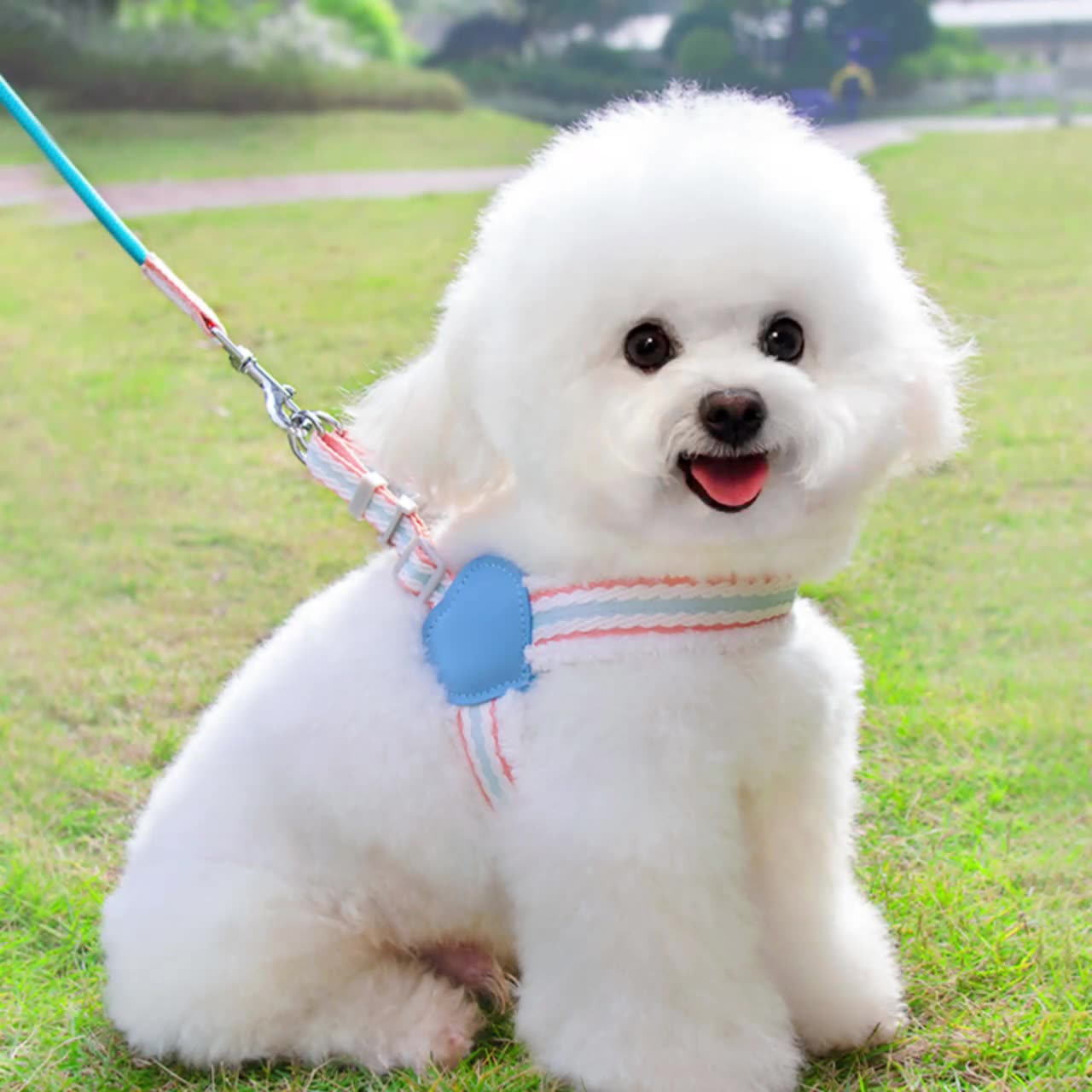 Breathable Pet Chest Vest Walking Leash Harness Set