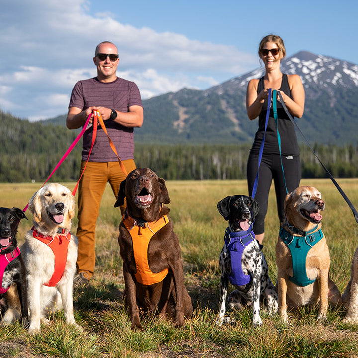 Pet Chest And Back Harness Control Leash Set