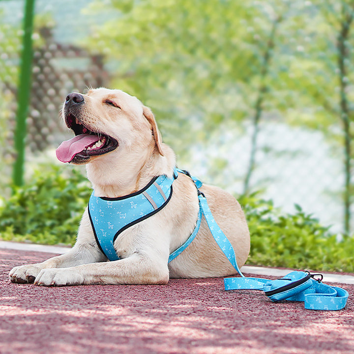 Bow Design Pet Harness With Control Leash Set